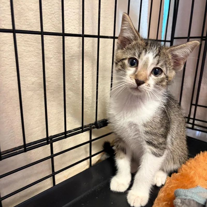 A baby small-sized male Brown / Chocolate Domestic Short Hair cat named Mandela for adoption in Webster, TX