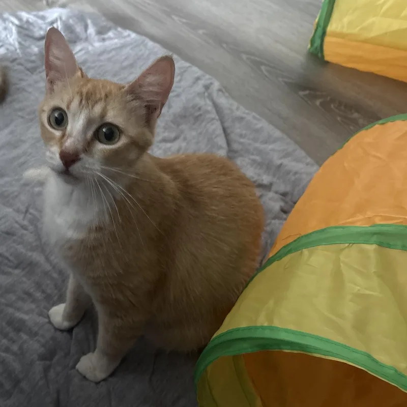 An adult medium-sized female Orange & White Domestic Short Hair cat named Willamena for adoption in Jacksonville, FL