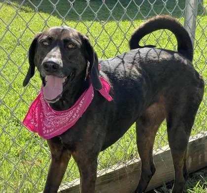 A young large-sized female Plott Hound dog named Flo $ for adoption in Seneca, SC