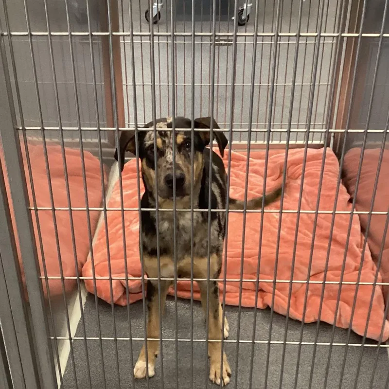 A young small-sized female Gray / Blue / Silver Cattle Dog dog named Zoe for adoption in Montgomery, AL