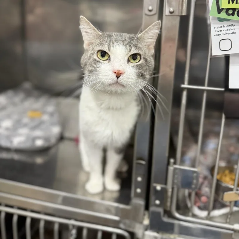 A young medium-sized male Gray & White Domestic Short Hair cat named Xander for adoption in Bridgeville, PA