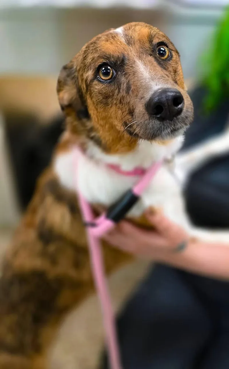 A young medium-sized female Brindle Australian Cattle Dog / Blue Heeler dog named Galaxy for adoption in Sterling Heights, MI