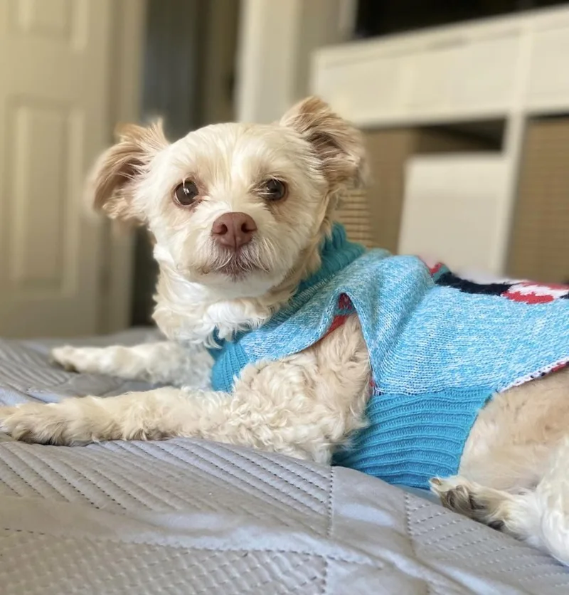 A senior small-sized female Maltese dog named Bella for adoption in Placentia, CA