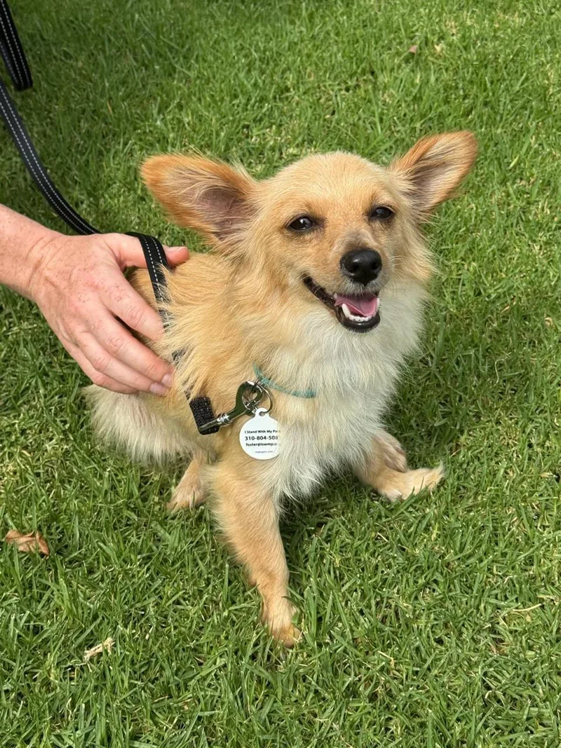 An adult small-sized female Yellow / Tan / Blond / Fawn Chihuahua dog named Clementine for adoption in Los Angeles, CA