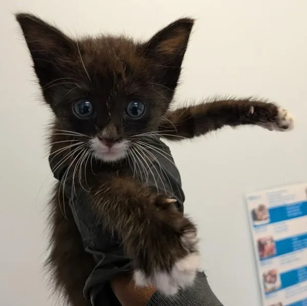 A baby small-sized female Domestic Short Hair cat named Raleigh for adoption in San Diego, CA