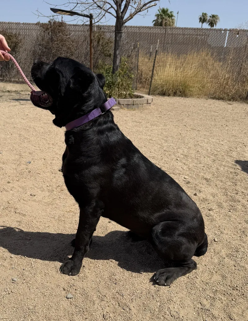 Josie thumbnail 3