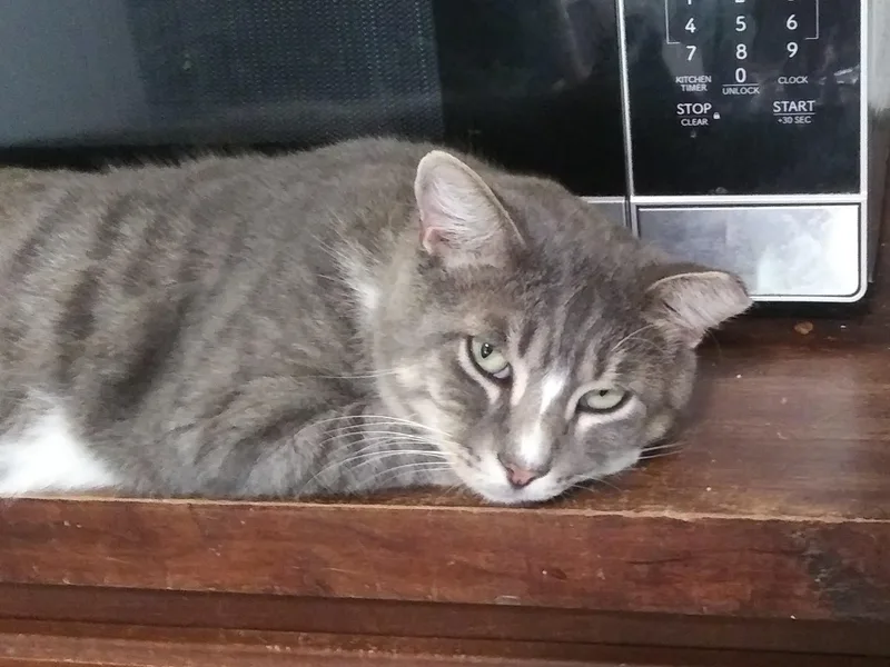 An adult medium-sized male Gray & White Manx cat named Bob for adoption in Port Wentworth, GA