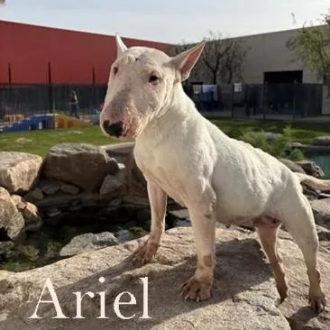 A young medium-sized female Bull Terrier dog named Ariel for adoption in Palm Desert, CA