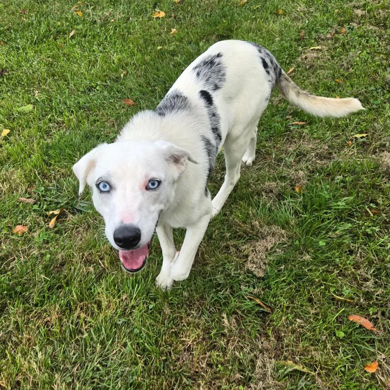 A young medium-sized female Australian Cattle Dog / Blue Heeler dog named CT Basil for adoption in Eastford, CT