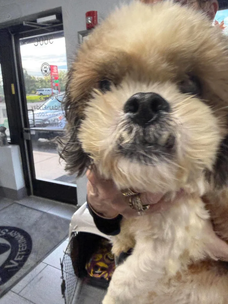 A senior small-sized female Shih Tzu dog named Lady for adoption in Homer Glen, IL