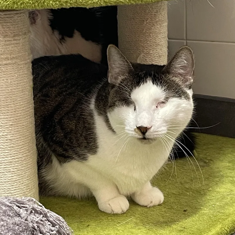 Lollipop & Mulberry thumbnail 2