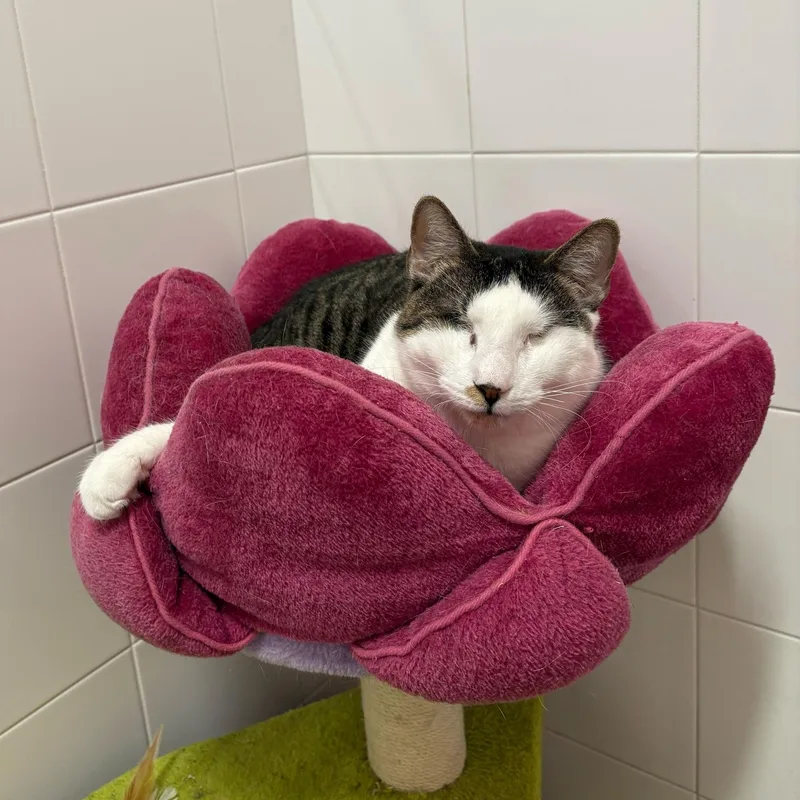 Lollipop & Mulberry thumbnail 3