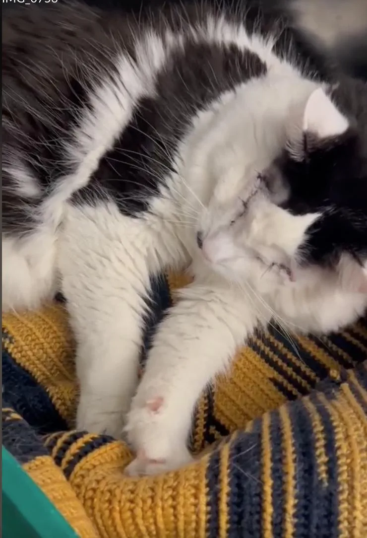 Lollipop & Mulberry thumbnail 4