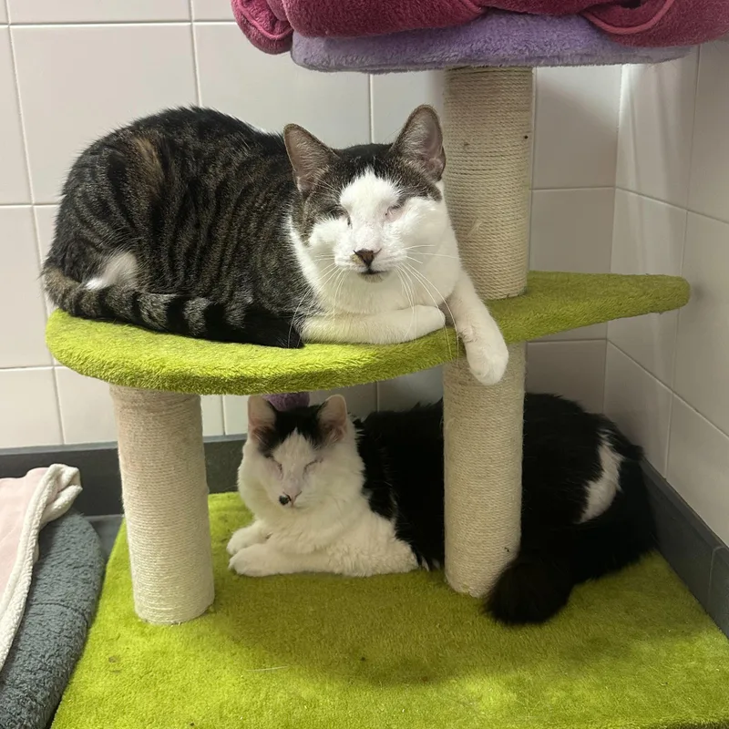 Lollipop & Mulberry thumbnail 5