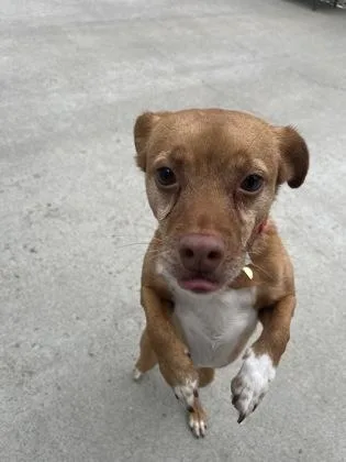 An adult small-sized male Chihuahua dog named Hopper for adoption in East Brookfield, MA