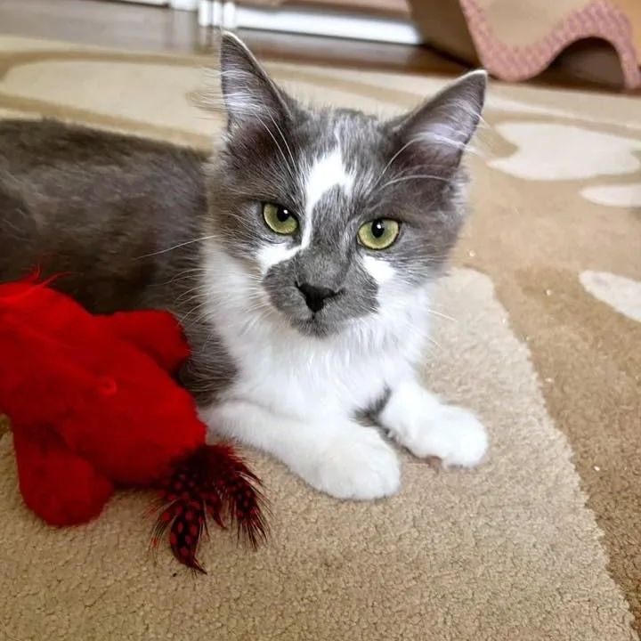 Kingfisher thumbnail 2