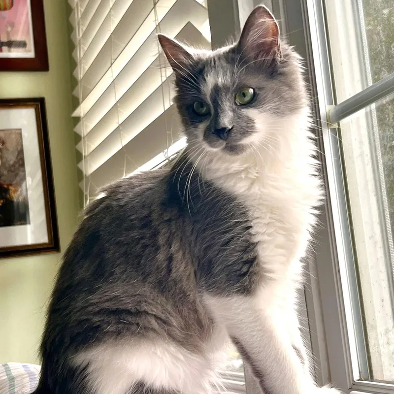 Kingfisher thumbnail 3