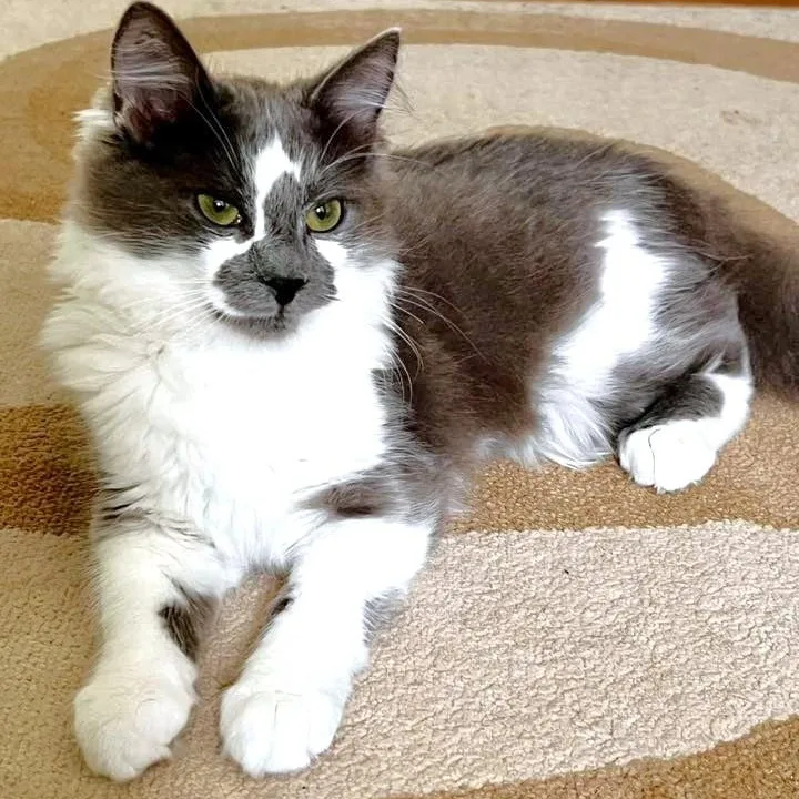 Kingfisher thumbnail 4