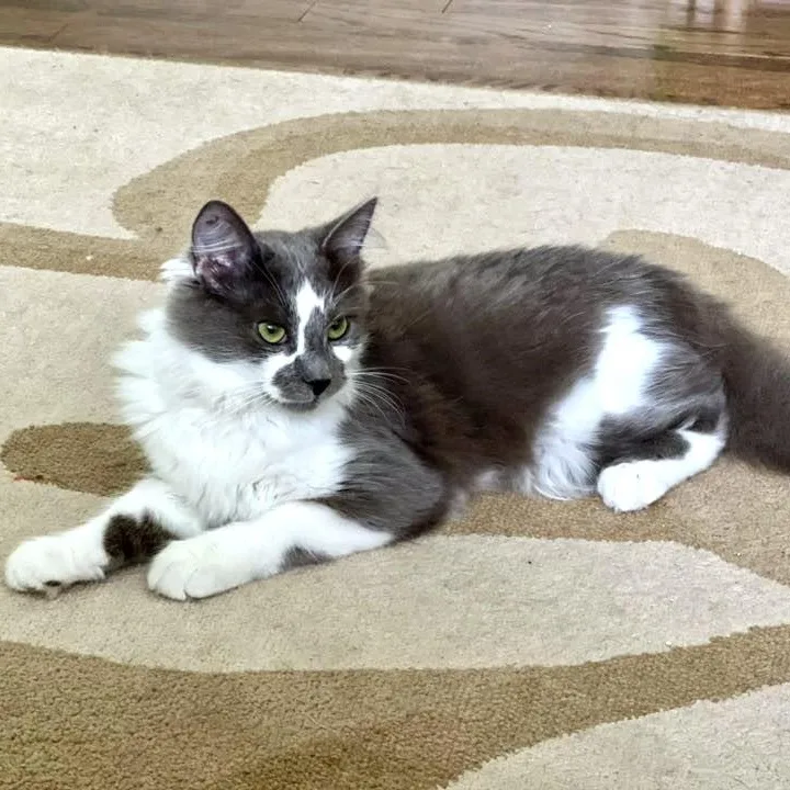 Kingfisher thumbnail 5