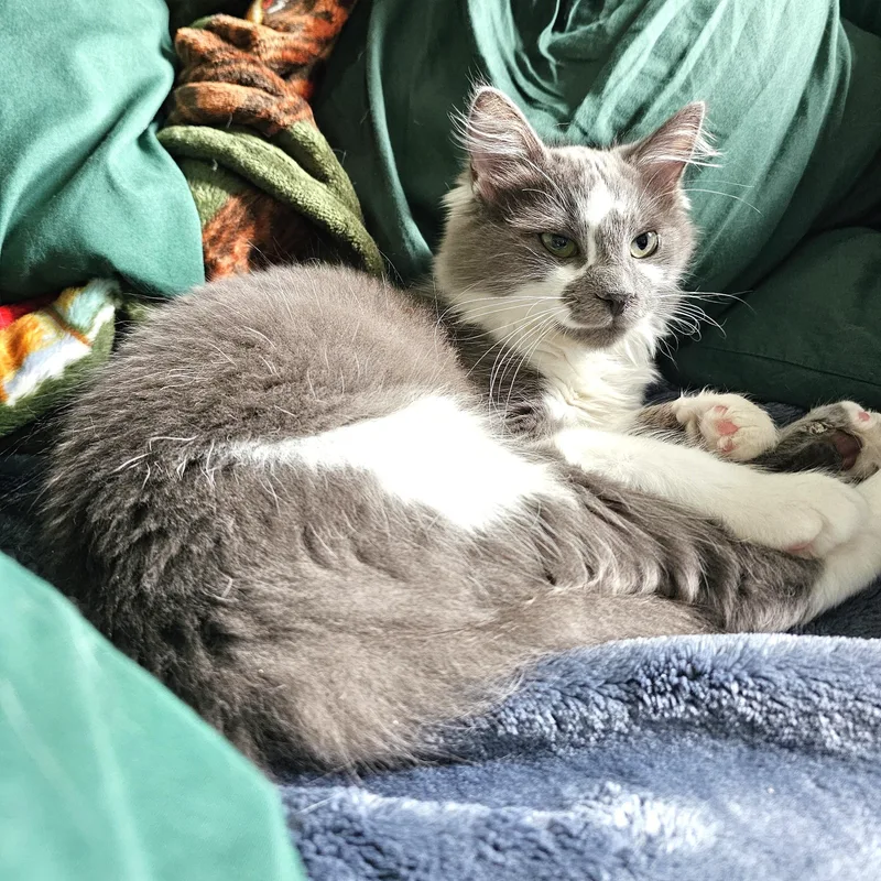 Kingfisher thumbnail 6