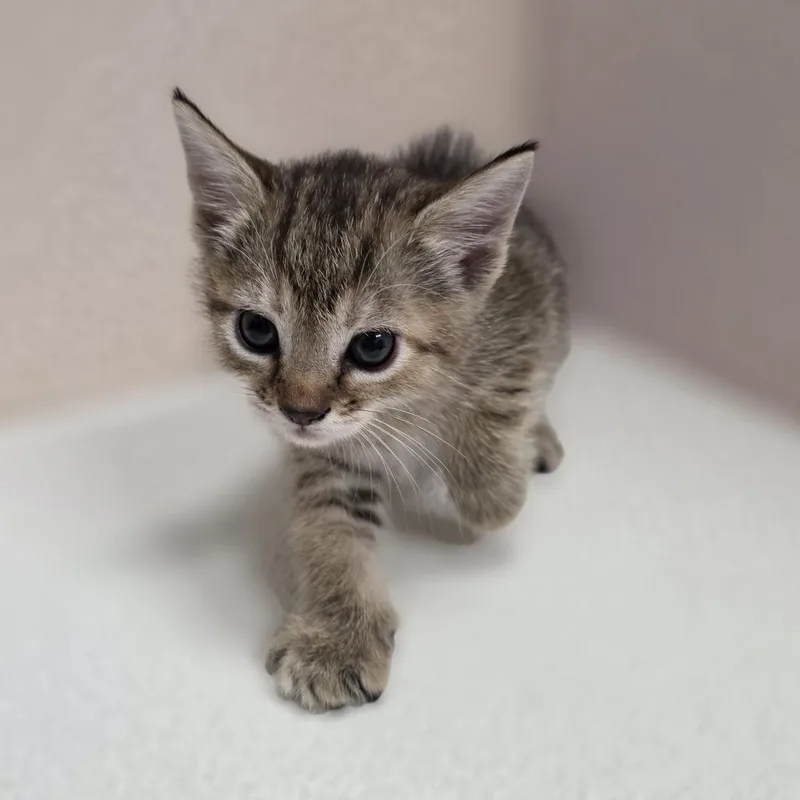 A baby small-sized female Domestic Short Hair cat named Goldie for adoption in Jupiter, FL