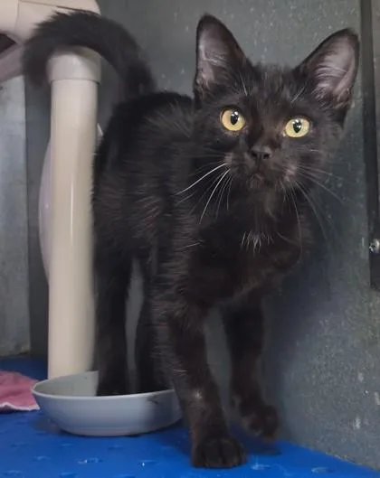 A baby small-sized female Domestic Short Hair cat named Ainsley for adoption in La Harpe, KS
