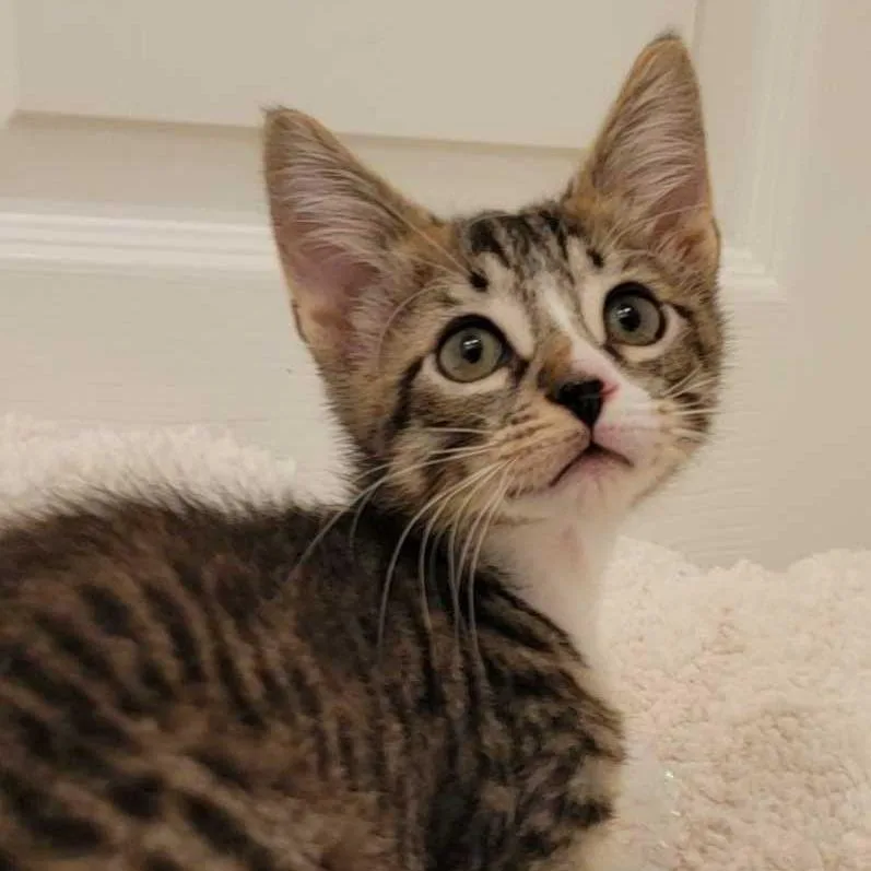 A baby small-sized female Brown / Chocolate Domestic Short Hair cat named Fandral for adoption in Buffalo, MN
