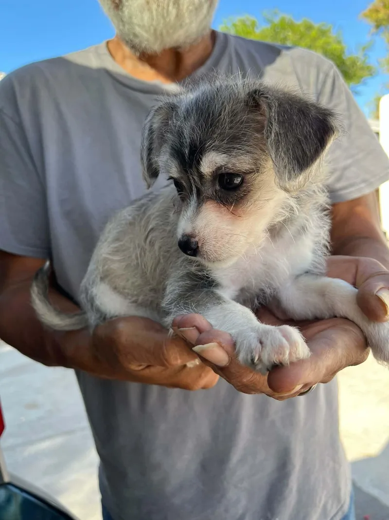 Biscuit
