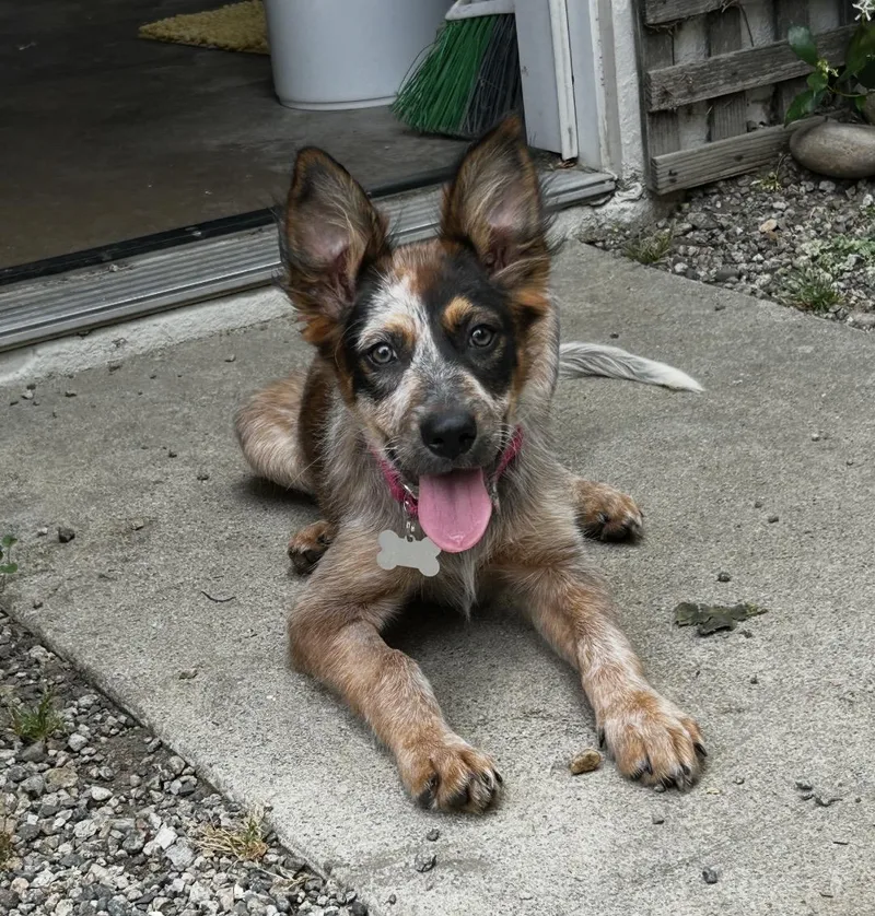 A baby medium-sized male Australian Shepherd dog named Hansel for adoption in Tarzana, CA