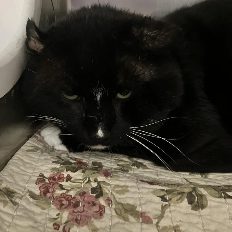 An adult large-sized male Domestic Short Hair cat named Tuxie for adoption in Briarcliff Manor, NY