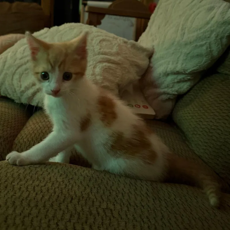 A baby small-sized male White Domestic Short Hair cat named MowMow for adoption in York, PA