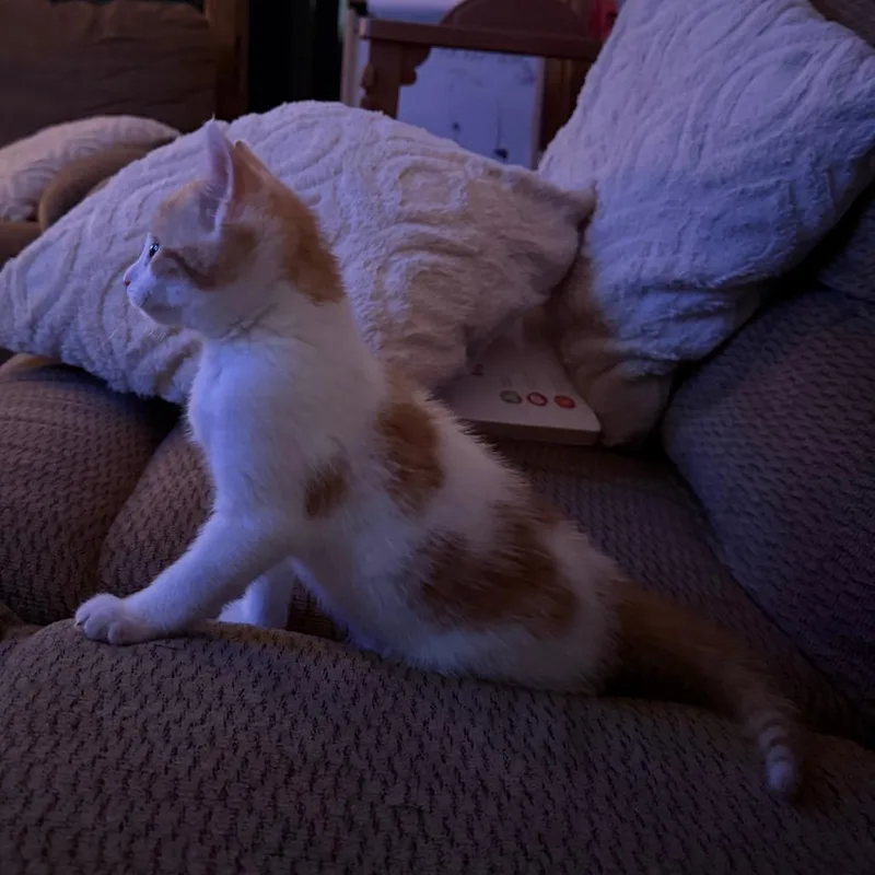 MowMow thumbnail 2