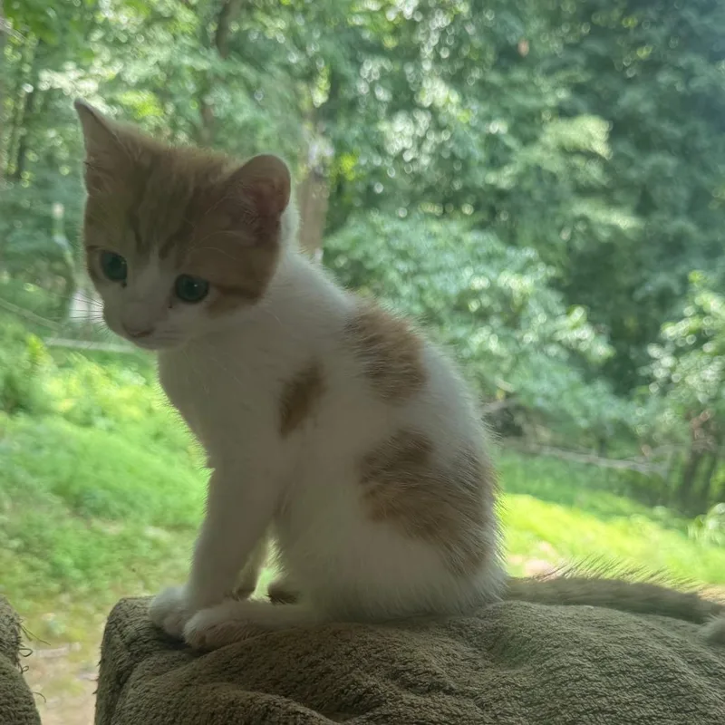 MowMow thumbnail 5