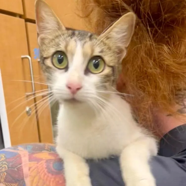 An adult medium-sized female Tabby (Brown / Chocolate) Domestic Short Hair cat named Wheaties for adoption in Prince Frederick, MD
