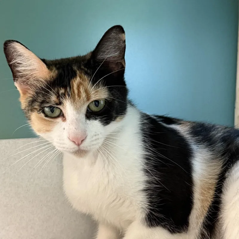 A young medium-sized female Calico Domestic Short Hair cat named Milkshake for adoption in Morrisville, VT