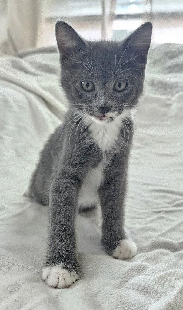 A baby medium-sized female Domestic Short Hair cat named Sophia for adoption in St. Helens, OR