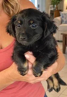 A baby small-sized female Black Miniature Dachshund dog named Milly for adoption in Tifton, GA