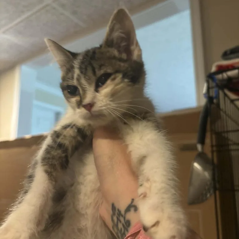 A baby small-sized male Gray / Blue / Silver Domestic Short Hair cat named Morgan for adoption in La Grange, KY