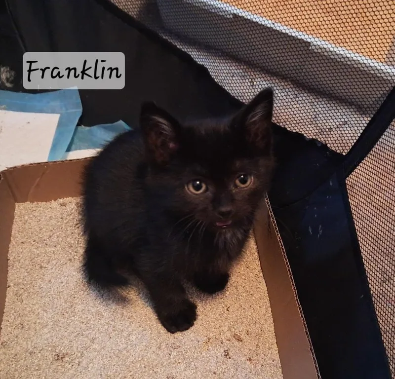 A baby small-sized male Black Domestic Short Hair cat named Franklin for adoption in Vancouver, WA