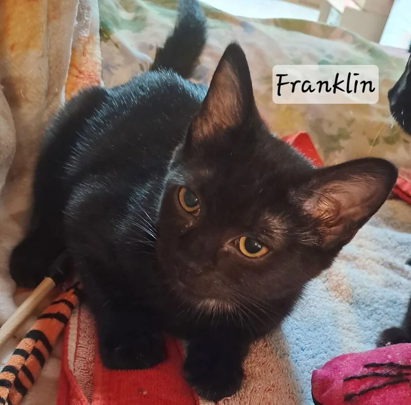 Franklin thumbnail 2