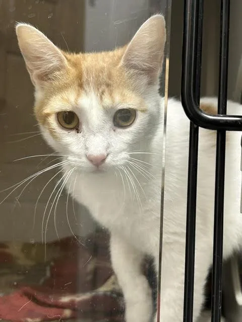 A young medium-sized female Orange & White Domestic Short Hair cat named Marmalade for adoption in Anoka, MN