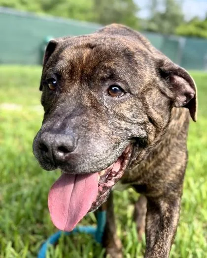 An adult medium-sized male Mixed Breed dog named Barrel for adoption in Vero Beach, FL