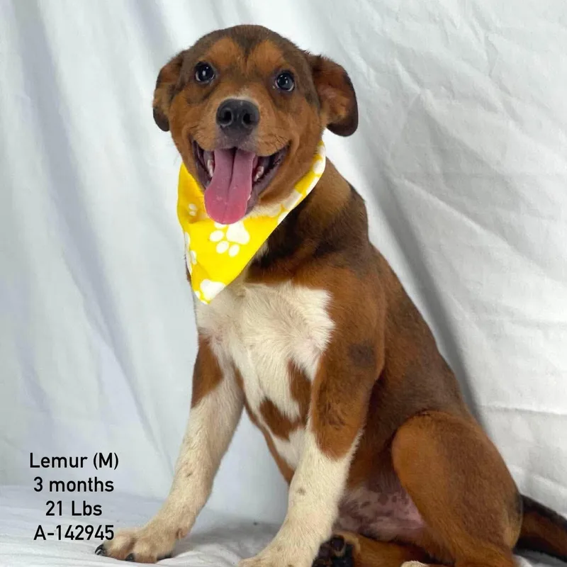 A baby medium-sized male Labrador Retriever dog named Lemur Local November for adoption in Brookshire, TX