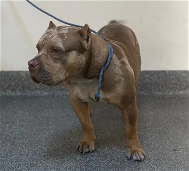 An adult large-sized male Pit Bull Terrier dog named Spade for adoption in Los Angeles, CA
