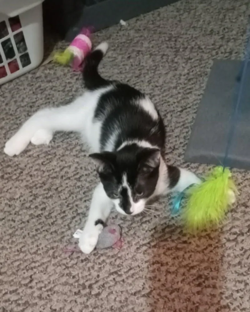 A baby medium-sized male Black & White / Tuxedo Domestic Short Hair cat named Whiskers for adoption in Plattsmouth, NE