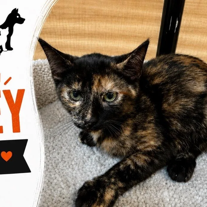 A baby medium-sized female Tortoiseshell cat named Smiley for adoption in atlanta, GA