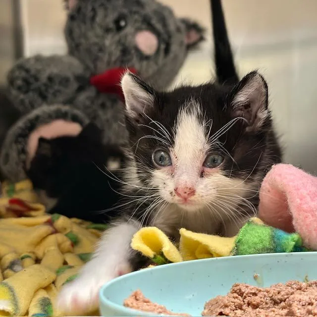 A baby small-sized male Domestic Short Hair cat named Deedee for adoption in Riverside, CA