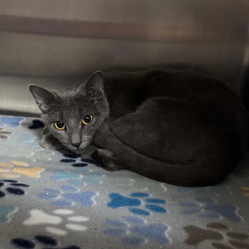 A young medium-sized female Domestic Short Hair cat named Melissa for adoption in Middleburg, FL