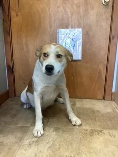 An adult large-sized male American Staffordshire Terrier dog named Ryder for adoption in Welling, OK