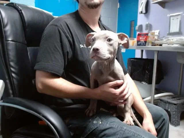 A baby small-sized male Pit Bull Terrier dog named Walnut for adoption in Albuquerque, NM